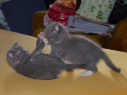 DARUJEME 3 KRÁSNÁ MAZLIVÁ KOŤÁTKA. 1 KOCOURKA A 2 KOČIČKY.