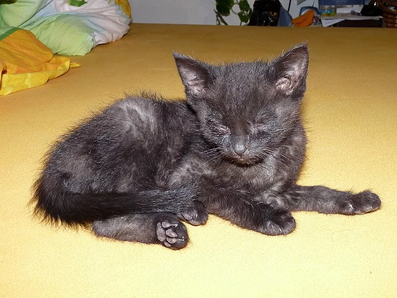 DARUJEME 3 KRÁSNÁ MAZLIVÁ KOŤÁTKA. 1 KOCOURKA A 2 KOČIČKY.