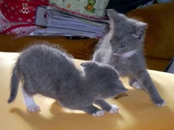 DARUJEME 3 KRÁSNÁ MAZLIVÁ KOŤÁTKA. 1 KOCOURKA A 2 KOČIČKY.