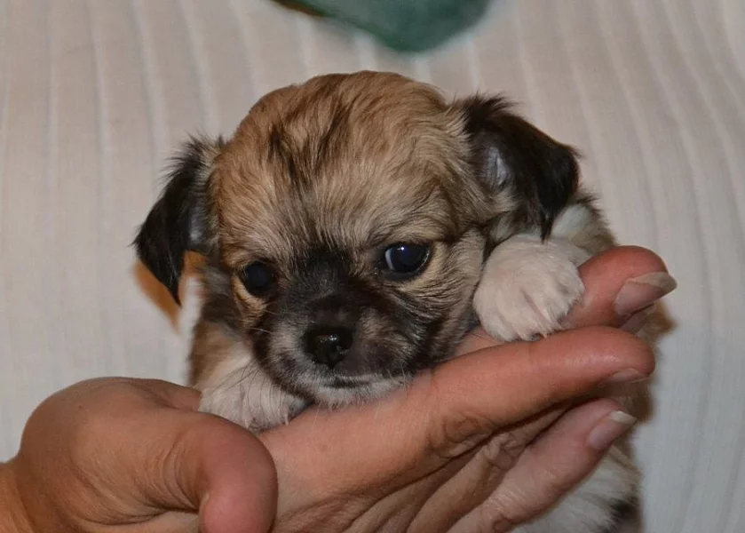 Štěně čivavy dlouhosrsté