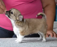 Štěně čivavy dlouhosrsté