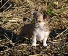 Štěně čivavy dlouhosrsté