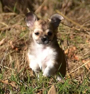 Štěně čivavy dlouhosrsté