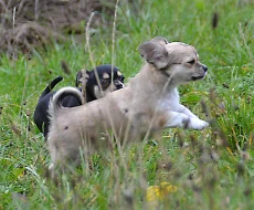 Štěně čivavy dlouhosrsté