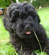 štěňátka kříženců