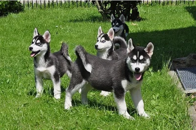 Čistokrevná Sibiřský husky s papíry