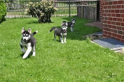 Čistokrevná Sibiřský husky s papíry