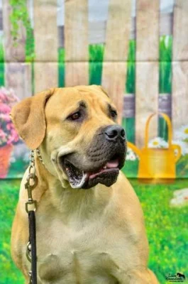 Štěňátka Boerboel