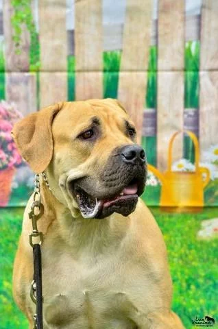 Štěňátka Boerboel