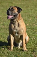 Štěňátka Boerboel