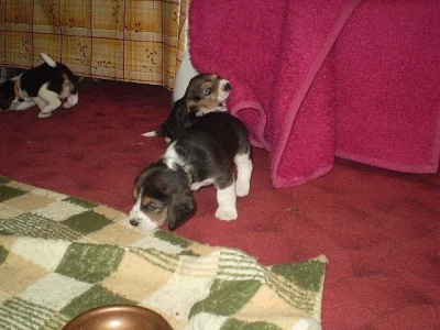Bígl - Beagle (tricolor)