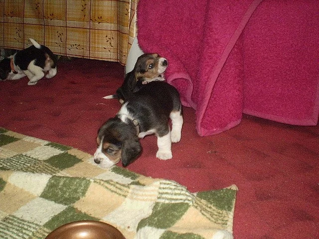 Bígl - Beagle (tricolor)