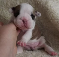 Anglicky buldok