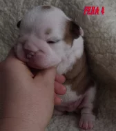 Anglicky buldok