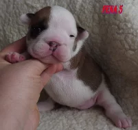 Anglicky buldok