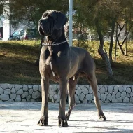 Nemecka doga modra šteniatka s PP