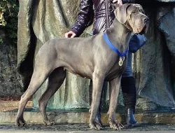 Nemecka doga modra šteniatka s PP