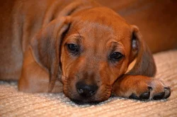 Rhodéský Ridgeback štěňata s PP