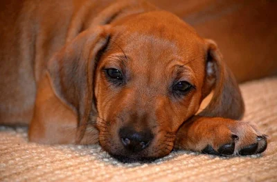 Rhodéský Ridgeback štěňata s PP