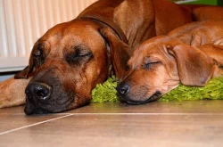 Rhodéský Ridgeback štěňata s PP