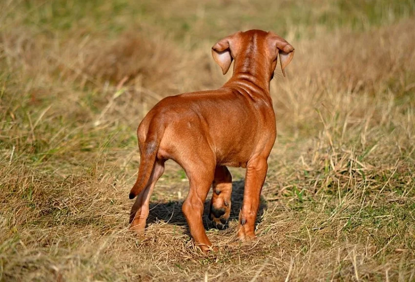 Rhodéský Ridgeback štěňata s PP