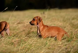 Rhodéský Ridgeback štěňata s PP