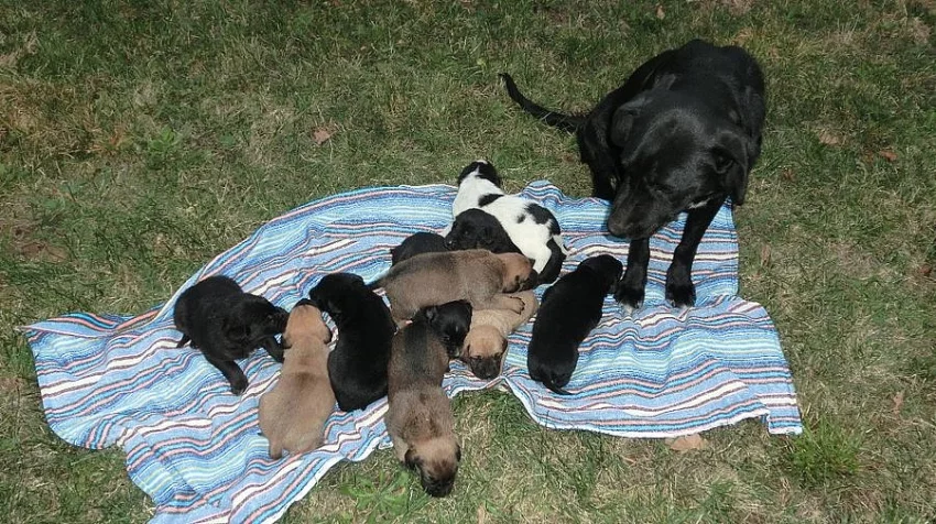Darujeme štěňata křížence labradora