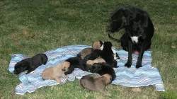 Darujeme štěňata křížence labradora