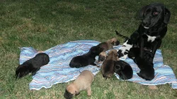 Darujeme štěňata křížence labradora