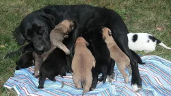 Darujeme štěňata křížence labradora