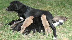 Darujeme štěňata křížence labradora