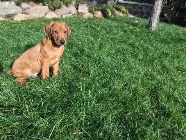Rhodéský Ridgeback