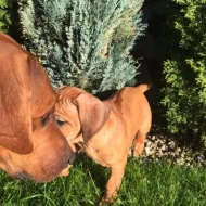Rhodéský Ridgeback