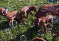 Rhodéský Ridgeback
