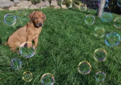 Rhodéský Ridgeback