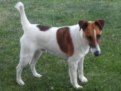 Daruji mladého foxteríéra