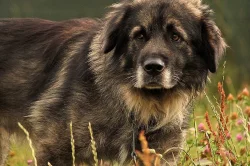 Daruji psa šarplanince