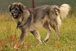 Daruji psa šarplanince