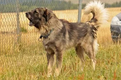 Daruji psa šarplanince