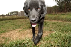 Daruji psa tibetské dogy s PP