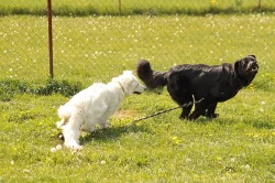 Daruji psa tibetské dogy s PP