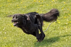 Daruji psa tibetské dogy s PP