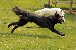 Daruji psa tibetské dogy s PP