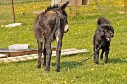 Daruji psa tibetské dogy s PP