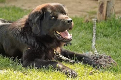 Daruji psa tibetské dogy s PP