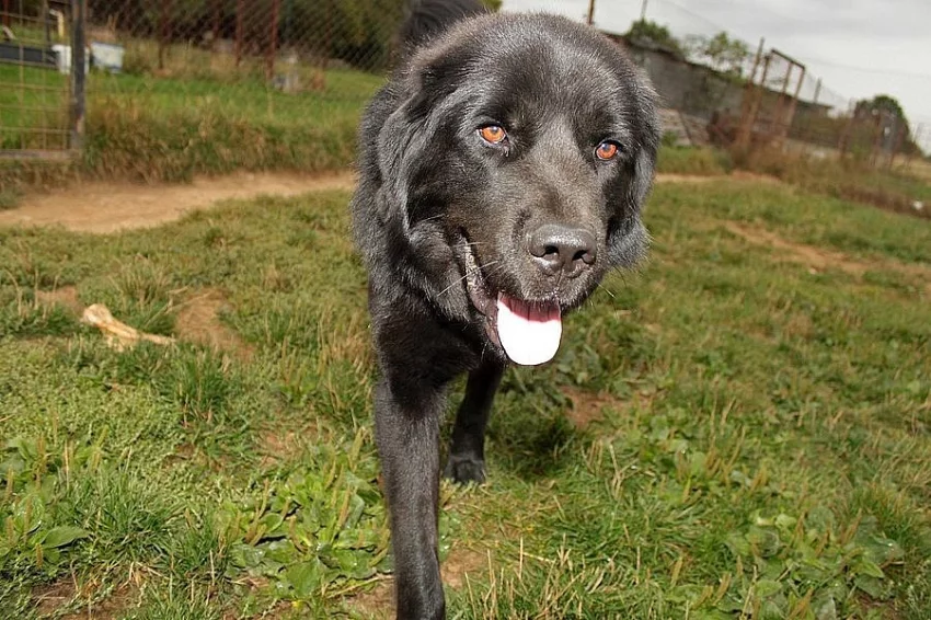 Daruji psa tibetské dogy s PP