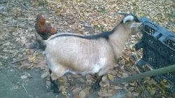 kamerunska koza