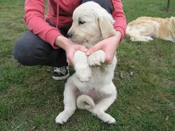 Zlatý retrívr - retriever, pejsek s PP