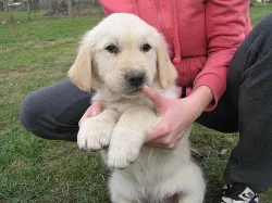 Zlatý retrívr - retriever, pejsek s PP