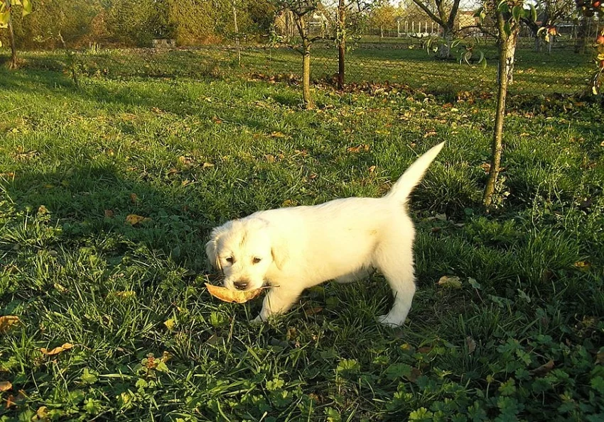Zlatý retrívr - retriever, pejsek s PP